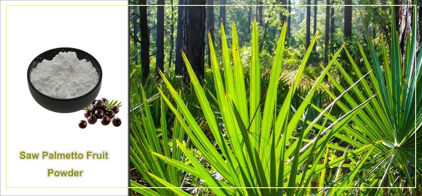 Saw Palmetto Fruit powder Saw Palmetto Fruit powder