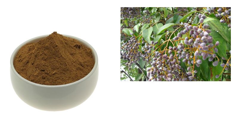 Ligustrum Lucidum Extract Powder1 Ligustrum Lucidum Extract Powder1