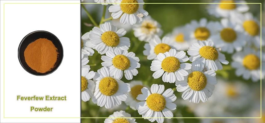 product-1-1 Feverfew extract raw material display