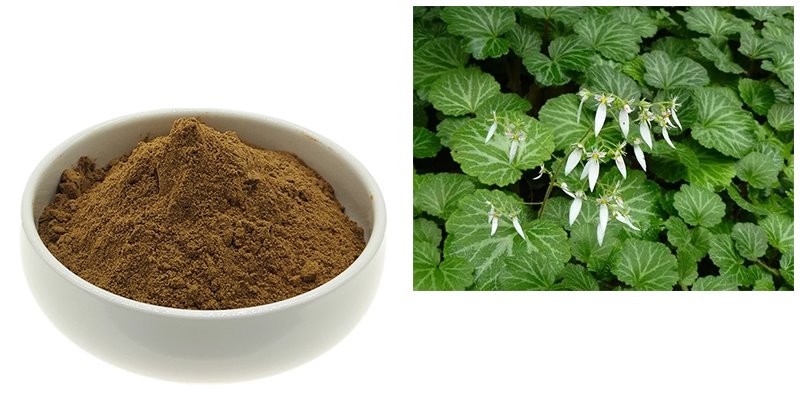 Saxifraga sarmentosa extract powder